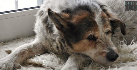 Bianco, mite ed affettuoso: � l'amatissimo Rufus, "re" della stazione di Molfetta